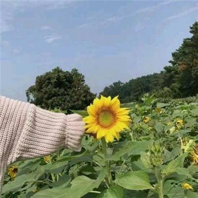 龙腾天怒手游下载